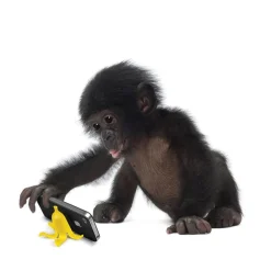 Phone Stands^Fred BANANA STAND