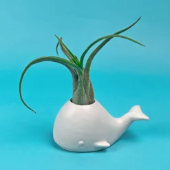 Garden^Fred FANCY PLANTS - Whale