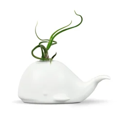Garden^Fred FANCY PLANTS - Whale