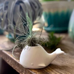 Garden^Fred FANCY PLANTS - Whale