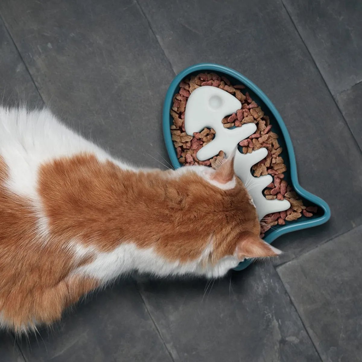 Cats^Fred SLOW FOOD - CAT