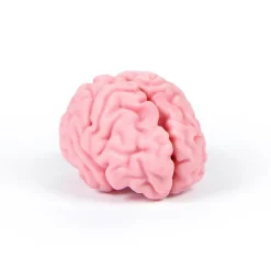 Erasers + Shapeners^Fred THINK AGAIN | Brain Eraser in Apothecary Jar